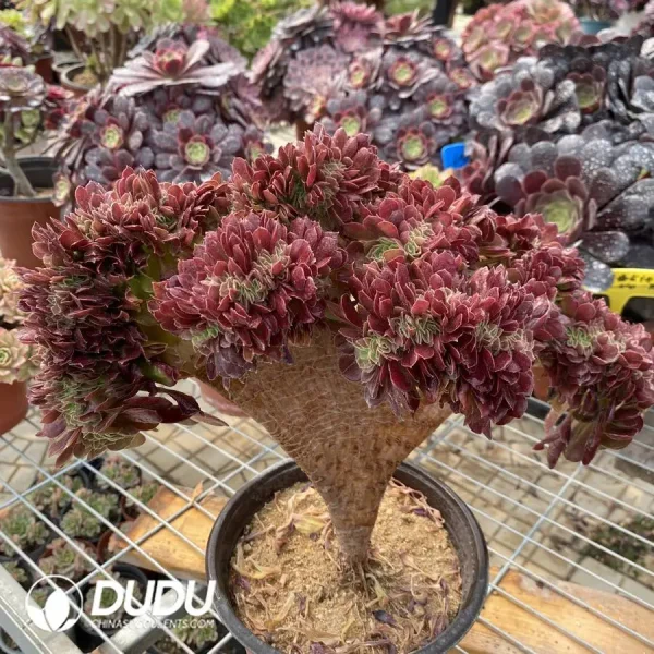 1756128631-1748224618-e202.webp Aeonium Blushing Beauty NO.1 - Image 2