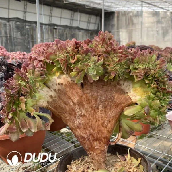 1756128640-1748224624-e201.webp Aeonium Blushing Beauty NO.2 - Image 1