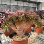 Aeonium Blushing Beauty NO.4