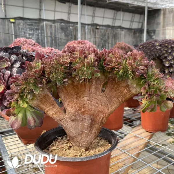 1756128645-1748224633-e201.webp Aeonium Blushing Beauty NO.4 - Image 1