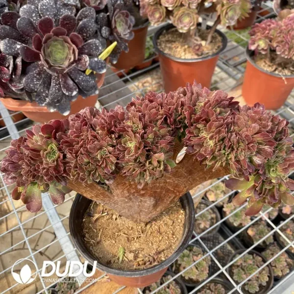 1756128646-1748224634-e202.webp Aeonium Blushing Beauty NO.4 - Image 2