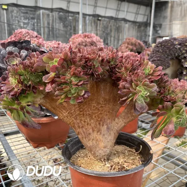 1756128647-1748224635-e203.webp Aeonium Blushing Beauty NO.4 - Image 3