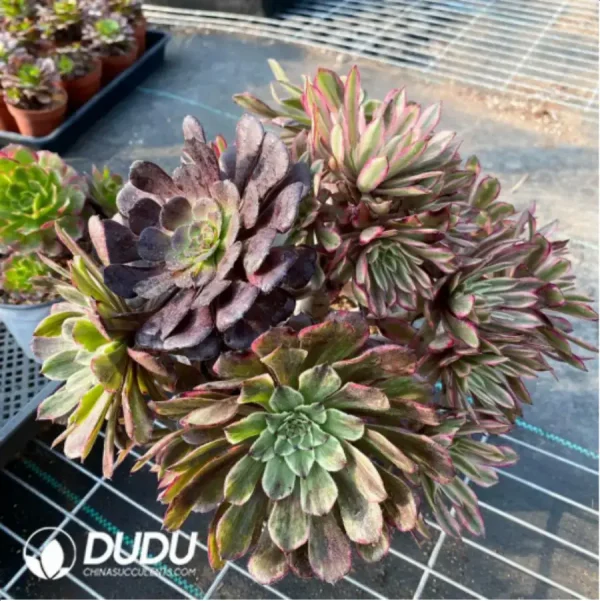 1756128655-1-72.webp Aeonium Xianmo Chimera Clustering -1 - Image 1