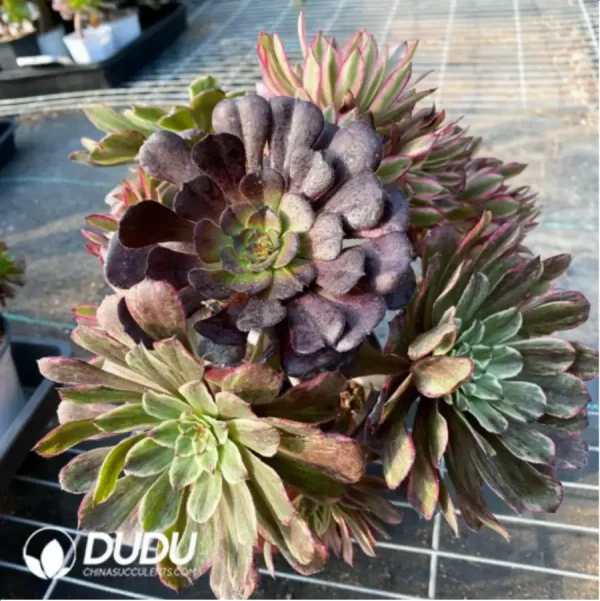 1756128656-2-72.webp Aeonium Xianmo Chimera Clustering -1 - Image 2