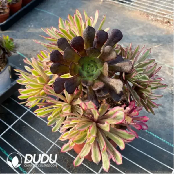 1756128658-2-71.webp Aeonium Xianmo Chimera Clustering -2 - Image 2