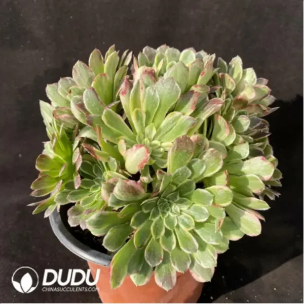 1756128660-1-887.webp Aeonium Machilus Nanmu Clustering-1 - Image 1
