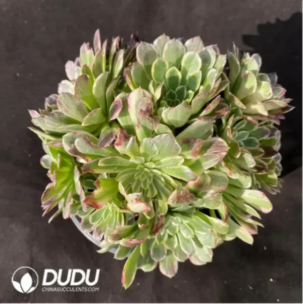 1756128661-2-561.webp Aeonium Machilus Nanmu Clustering-1 - Image 2