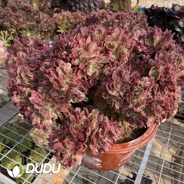 1756128677-1748224999-e201.webp Aeonium Pink Witch Cristata-4 - Image 1