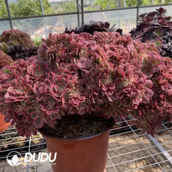 1756128680-1748224969-e201.webp Aeonium Pink Witch Cristata-1 - Image 1