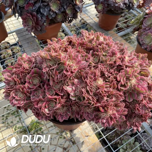 1756128681-1748224974-e202.webp Aeonium Pink Witch Cristata-1 - Image 2