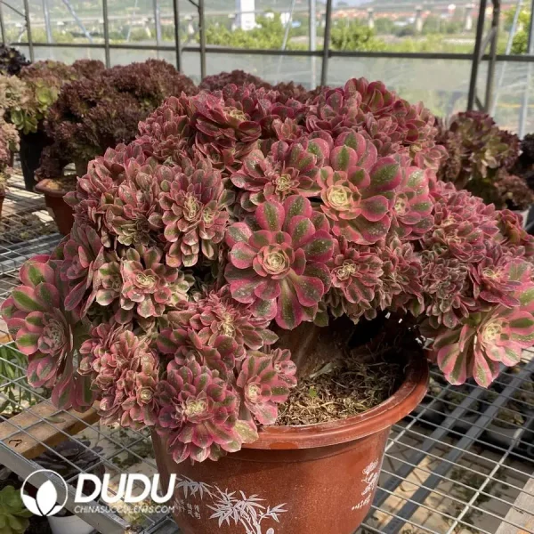 1756128684-1748224984-e201.webp Aeonium Pink Witch Cristata-3 - Image 1