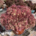 Aeonium Pink Witch Cristata-3 - Image 3