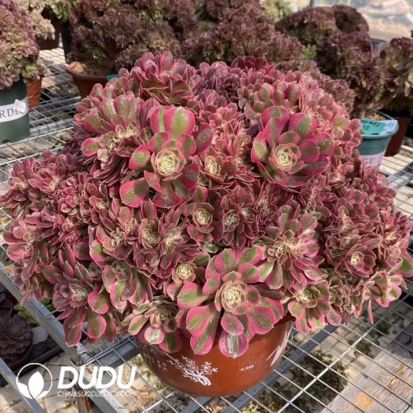 1756128686-1748224994-e203.webp Aeonium Pink Witch Cristata-3 - Image 3