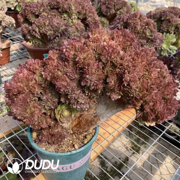 1756128687-1748223162-e201.webp Aeonium Halloween Cristata-1 - Image 1