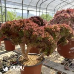 Aeonium Naga Queen Cristata-8
