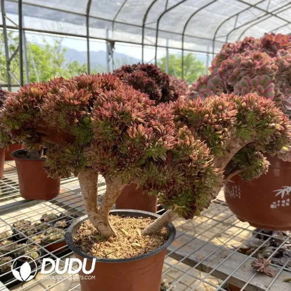 1756128690-1748223060-e201.webp Aeonium Naga Queen Cristata-8 - Image 1