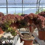 Aeonium Naga Queen Cristata-8 - Image 2