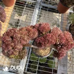 Aeonium Naga Queen Cristata-8 - Image 3