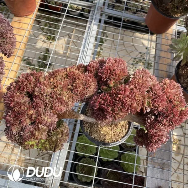 1756128692-1748223064-e203.webp Aeonium Naga Queen Cristata-8 - Image 3