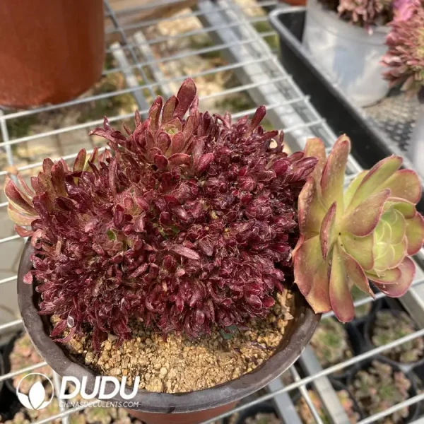 1756128699-1748236266-e-1.webp Aeonium Naga Queen Cristata-13 - Image 1