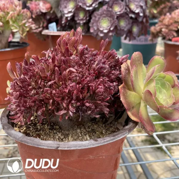 1756128700-1748236268-e-2.webp Aeonium Naga Queen Cristata-13 - Image 2
