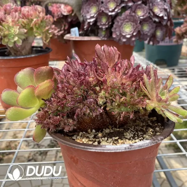 1756128701-1748236269-e-3.webp Aeonium Naga Queen Cristata-13 - Image 3