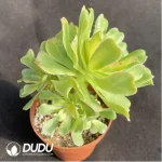 Aeonium Nishang Clustering