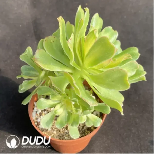 1756128702-1-143.webp Aeonium Nishang Clustering - Image 1