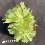 Aeonium Nishang Clustering - Image 2