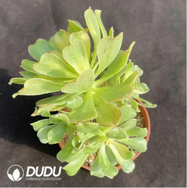 1756128703-2-143.webp Aeonium Nishang Clustering - Image 2