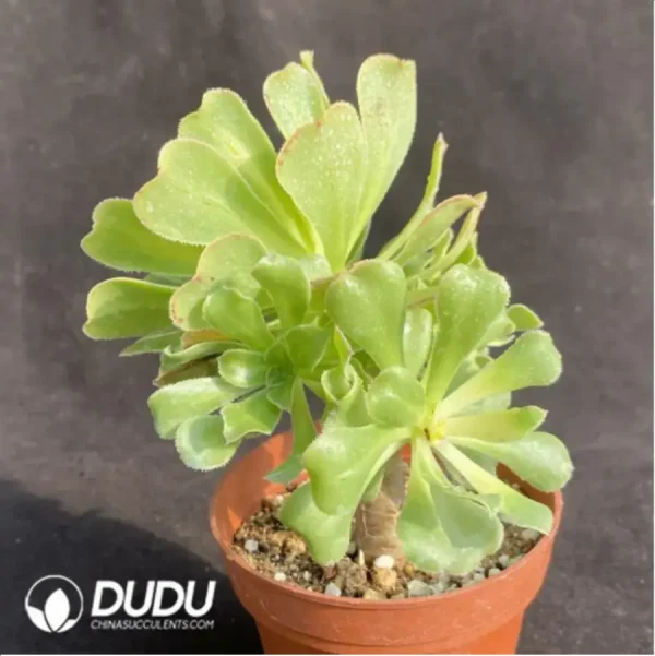 1756128704-3-50.webp Aeonium Nishang Clustering - Image 3
