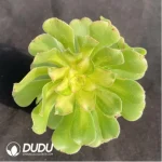 Aeonium Nishang Clustering - Image 4