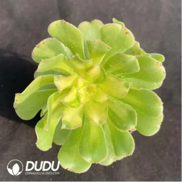 1756128705-4-10.webp Aeonium Nishang Clustering - Image 4