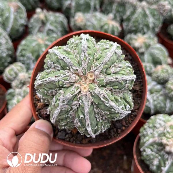 1756128708-1748414505-e201.jpg Astrophytum Walnut Grafted - Image 1