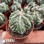 Astrophytum Walnut Grafted - Image 2