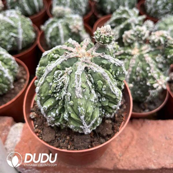 1756128709-1748414508-e202.jpg Astrophytum Walnut Grafted - Image 2