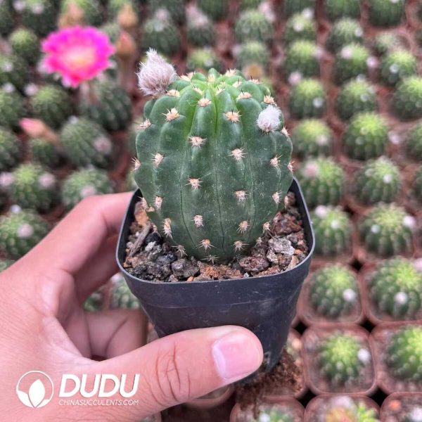 1756128711-1748414511-e201.jpg Lobivia Altena - Image 1