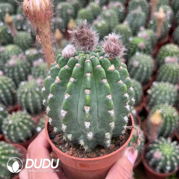 1756128712-1748414513-e201.jpg Lobivia Altena - Image 1