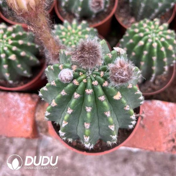 1756128714-1748414516-e202.jpg Lobivia Altena - Image 2