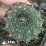 Echinopsis Gymnocalycium bodenbenderianum f. nigrispina