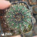 Echinopsis Gymnocalycium bodenbenderianum f. nigrispina - Image 2