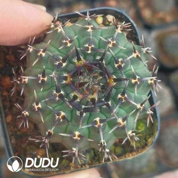 1756128716-1748414524-e202.jpg Echinopsis Gymnocalycium bodenbenderianum f. nigrispina - Image 2