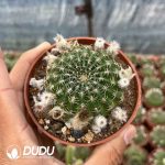 Gymnocalycium Yang Shengyang