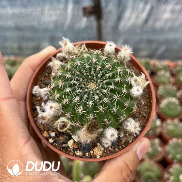 1756128718-1748414528-e201.jpg Gymnocalycium Yang Shengyang - Image 1