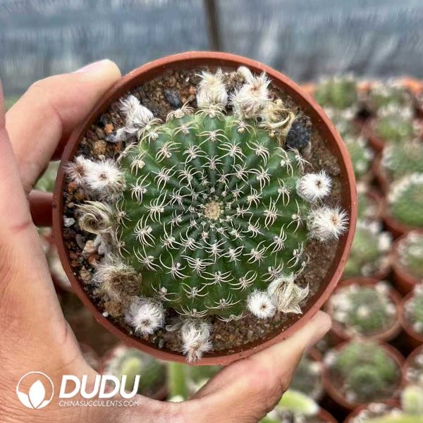 1756128719-1748414533-e202.jpg Gymnocalycium Yang Shengyang - Image 2