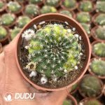 Gymnocalycium Echinopsis famatimensis Variegated