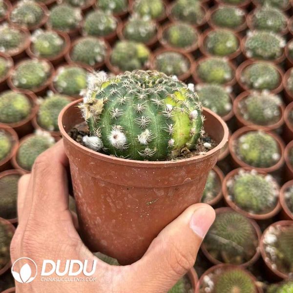 1756128722-1748414539-e202.jpg Gymnocalycium Echinopsis famatimensis Variegated - Image 2