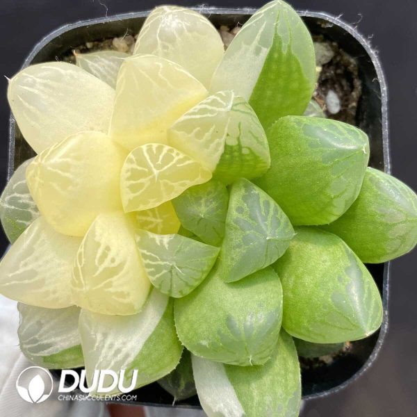 1756128723-1748414543-e201.jpg Haworthia Cooperi sp Suzhou Yin and Yang variegated - Image 1