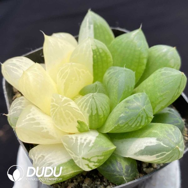 1756128725-1748414546-e202.jpg Haworthia Cooperi sp Suzhou Yin and Yang variegated - Image 2