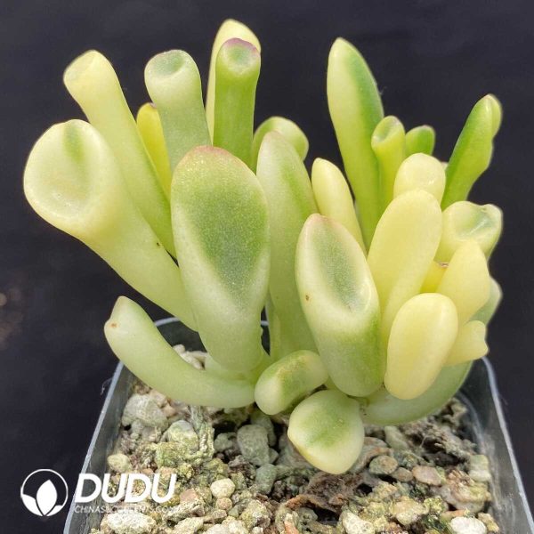 1756128726-1748414551-e201.jpg Crassula obliqua 'Gollum' Yellow Variegated - Image 1